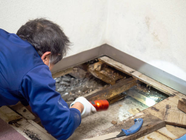 Best Attic Mold Removal  in Siesta Acres, TX