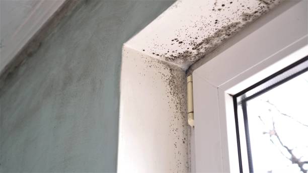 Best Residential Mold Removal  in Siesta Acres, TX