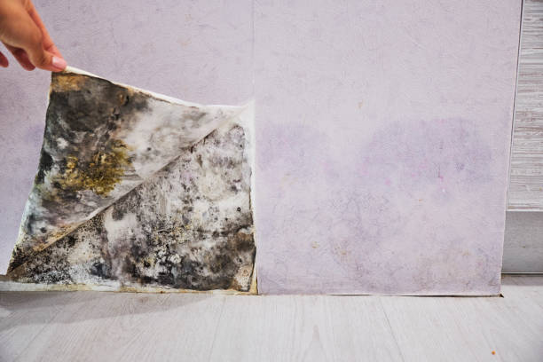 Best Mold Remediation Services  in Siesta Acres, TX